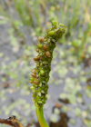 Einzelbild 7 Schwimmendes Laichkraut - Potamogeton natans