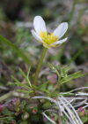 Einzelbild 4 Gemeiner Wasserhahnenfuss - Ranunculus aquatilis aggr.