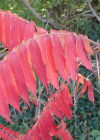Einzelbild 8 Essigbaum - Rhus typhina