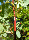 Einzelbild 3 Zimt-Rose - Rosa majalis