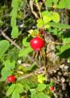 Einzelbild 4 Zimt-Rose - Rosa majalis