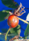 Einzelbild 6 Zimt-Rose - Rosa majalis