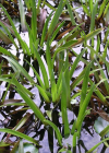 Einzelbild 1 Krebsschere - Stratiotes aloides