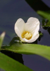 Einzelbild 3 Krebsschere - Stratiotes aloides