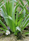 Einzelbild 6 Krebsschere - Stratiotes aloides