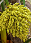Einzelbild 4 Fortunes Hanfpalme - Trachycarpus fortunei