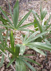 Einzelbild 8 Fortunes Hanfpalme - Trachycarpus fortunei