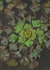 Einzelbild 8 Wassernuss - Trapa natans