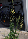 Einzelbild 3 Schabenkraut - Verbascum blattaria