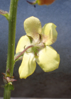 Einzelbild 6 Schabenkraut - Verbascum blattaria