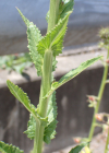 Einzelbild 7 Schabenkraut - Verbascum blattaria