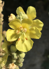 Einzelbild 4 Grossblütige Königskerze - Verbascum densiflorum