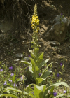 Einzelbild 8 Grossblütige Königskerze - Verbascum densiflorum