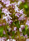 Einzelbild 2 Arznei-Feld-Thymian - Thymus pulegioides