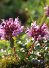 Einzelbild 6 Arznei-Feld-Thymian - Thymus pulegioides