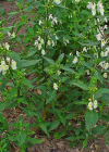 Einzelbild 2 Gelber Hohlzahn - Galeopsis segetum