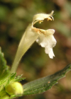 Einzelbild 4 Gelber Hohlzahn - Galeopsis segetum