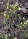 Einzelbild 1 Gelber Hohlzahn - Galeopsis segetum