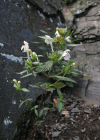 Einzelbild 8 Gelber Hohlzahn - Galeopsis segetum