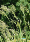 Einzelbild 2 Raugras - Achnatherum calamagrostis