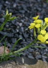 Einzelbild 3 Blassgelber Schöterich - Erysimum ochroleucum