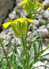 Einzelbild 5 Blassgelber Schöterich - Erysimum ochroleucum