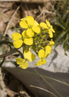 Einzelbild 8 Blassgelber Schöterich - Erysimum ochroleucum