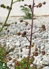 Einzelbild 2 Jura-Braunwurz - Scrophularia juratensis