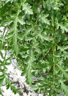 Einzelbild 4 Jura-Braunwurz - Scrophularia juratensis