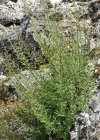 Einzelbild 5 Jura-Braunwurz - Scrophularia juratensis