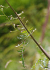 Einzelbild 6 Jura-Braunwurz - Scrophularia juratensis