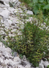 Einzelbild 1 Jura-Braunwurz - Scrophularia juratensis
