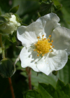 Einzelbild 7 Wald-Erdbeere - Fragaria vesca