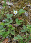 Einzelbild 8 Wald-Erdbeere - Fragaria vesca