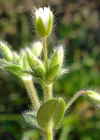 Einzelbild 1 Kleinblütiges Hornkraut - Cerastium brachypetalum