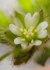 Einzelbild 2 Kleinblütiges Hornkraut - Cerastium brachypetalum