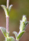 Einzelbild 3 Kleinblütiges Hornkraut - Cerastium brachypetalum