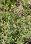 Einzelbild 4 Kleinblütiges Hornkraut - Cerastium brachypetalum