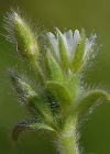 Einzelbild 5 Kleinblütiges Hornkraut - Cerastium brachypetalum