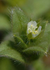 Einzelbild 6 Kleinblütiges Hornkraut - Cerastium brachypetalum