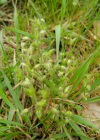 Einzelbild 7 Kleinblütiges Hornkraut - Cerastium brachypetalum