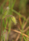 Einzelbild 8 Kleinblütiges Hornkraut - Cerastium brachypetalum