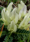 Einzelbild 2 Niederliegender Tragant - Astragalus depressus