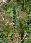 Einzelbild 7 Niederliegender Tragant - Astragalus depressus