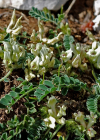 Einzelbild 8 Niederliegender Tragant - Astragalus depressus