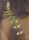 Einzelbild 2 Alpen-Wimperfarn - Woodsia alpina