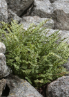 Einzelbild 5 Alpen-Wimperfarn - Woodsia alpina