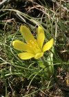 Einzelbild 1 Felsen-Gelbstern - Gagea saxatilis