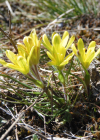 Einzelbild 2 Felsen-Gelbstern - Gagea saxatilis