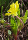 Einzelbild 4 Felsen-Gelbstern - Gagea saxatilis